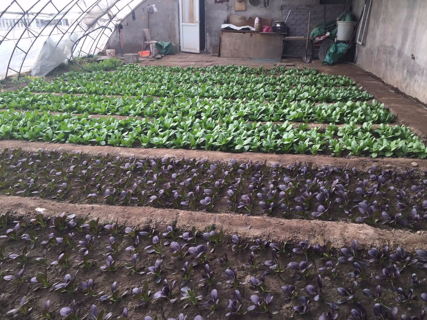 [懷北國(guó)際汽車營(yíng)地]-親子農(nóng)事二日活動(dòng)